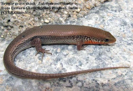 Eutropis macularia